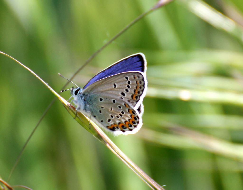 Plebejus idas femmina? No, Plebejus argyrognomon maschio